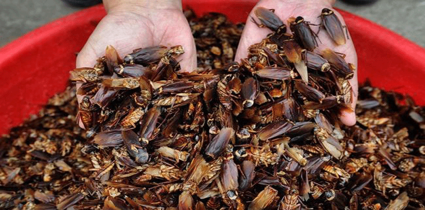 لماذا خلقت الصراصير