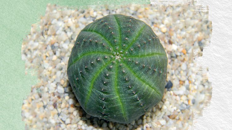 نبات كرة البيسبول