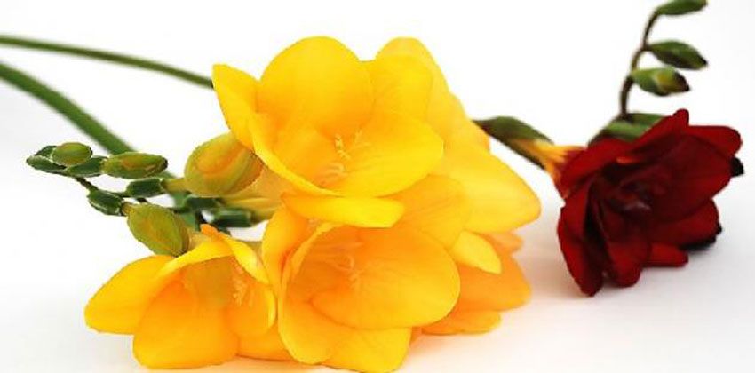 زهرة فريزيا