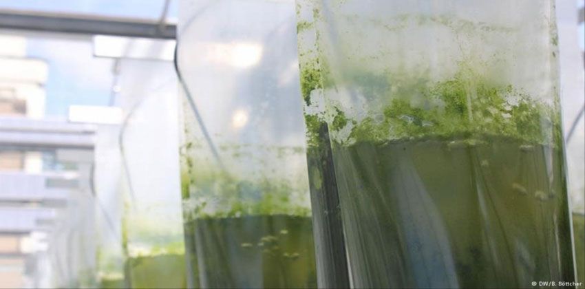 مستقبلا.. قد تشحن هاتفك من طاقة الطحالب