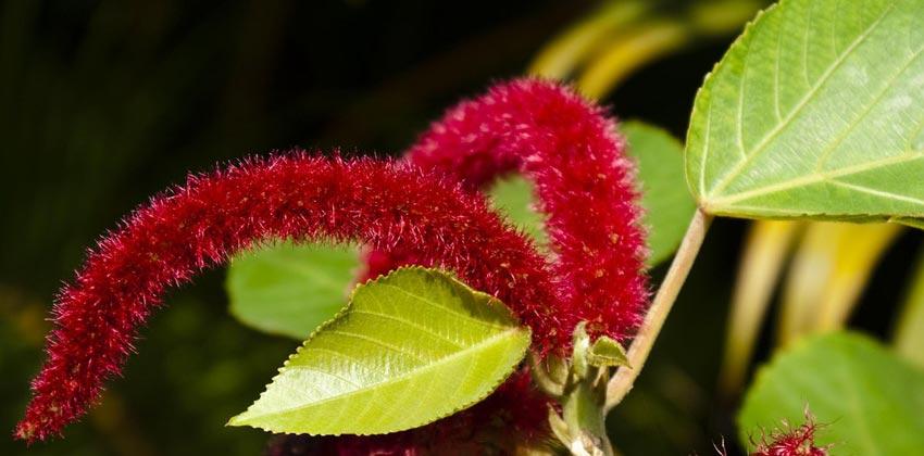 نبات ذيل القط أو أكاليفا