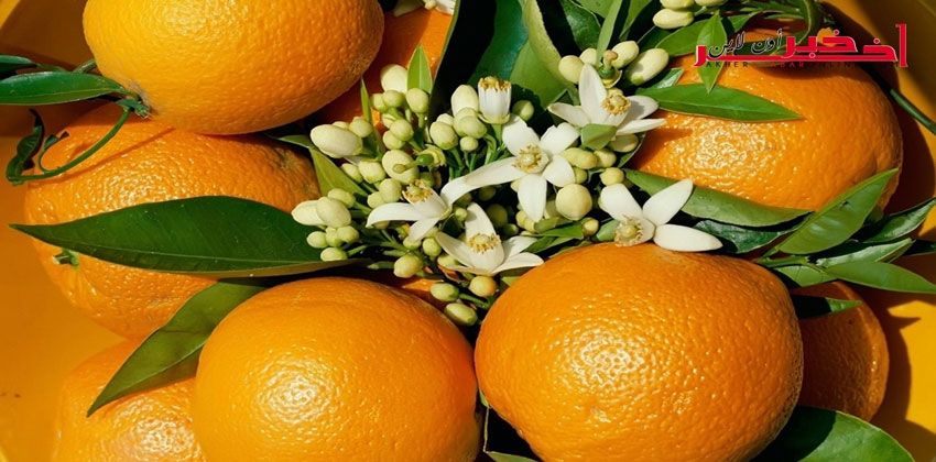 كيفية تطعيم الحمضيات