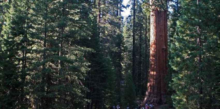 شجرة الجنرال شيرمان