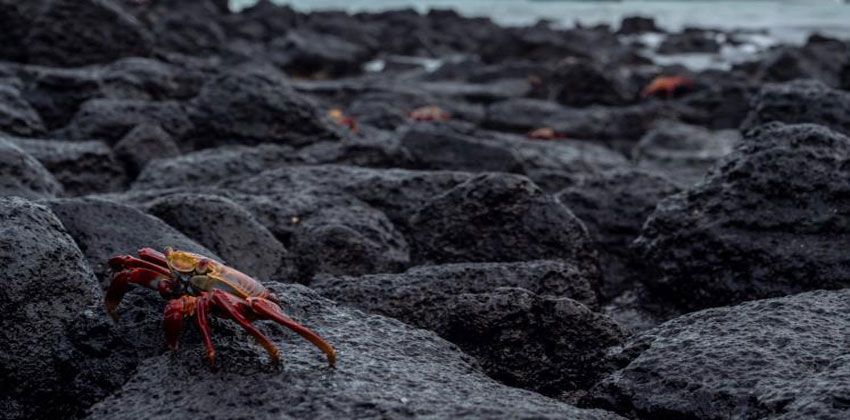 سلطعونات تغير طرق التمويه حسب البيئة