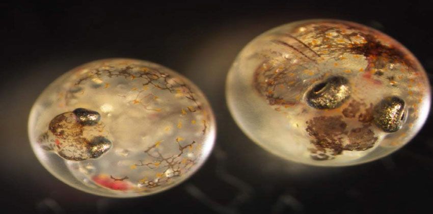 أسماك تنتج أنواعا هجينة نادرة في صراعها من أجل البقاء في المياه الملوثة لموانئ الشحن الرئيسة