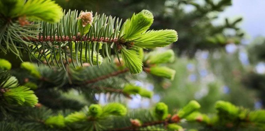 شجرة التنوب