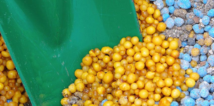 سماد نباتات الزينة