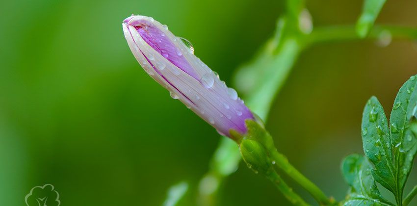 زهرة الصباح