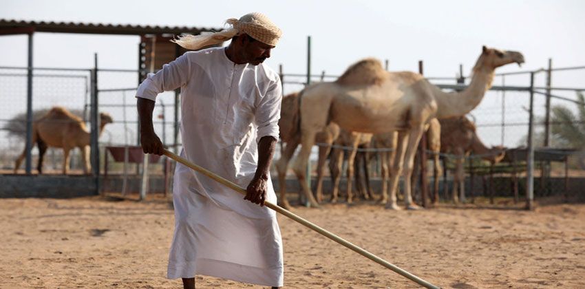 الإمارات.. استخدام روث الإبل كوقود لإنتاج الإسمنت