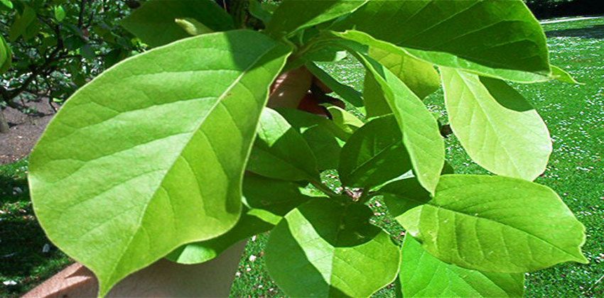 أسرار تنفس النبات