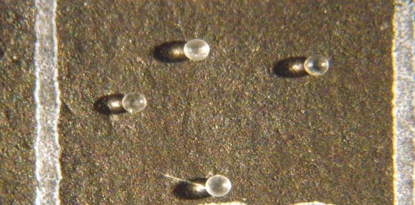 كرات زجاجية على ساحل فلوريدا