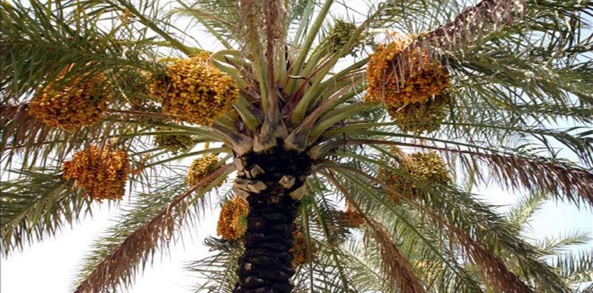 طرق تلقيح أشجار نخيل التمر