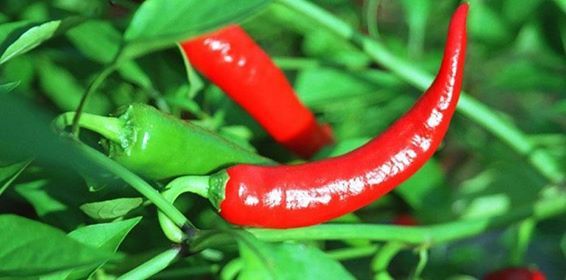 زراعة الفلفل في ست خطوات