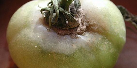 مرض العفن الرمادي في البندورة