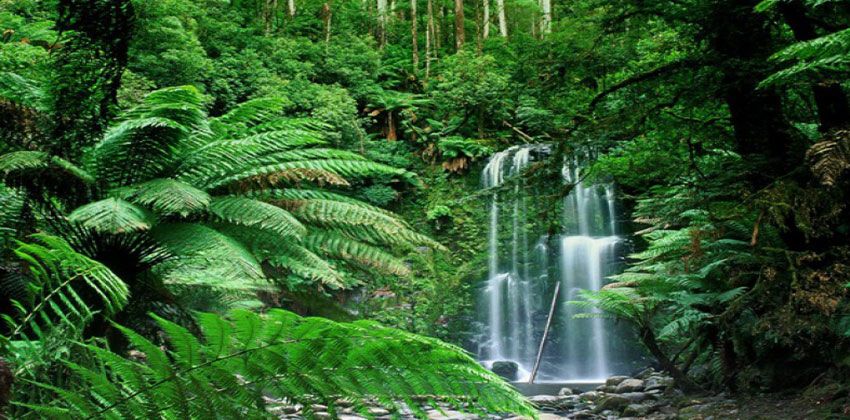 اليوم العالمي للمناطق المدارية