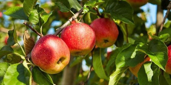 زراعة أشجار التفاح وأهم الأمراض والآفات التي تصيب المحصول