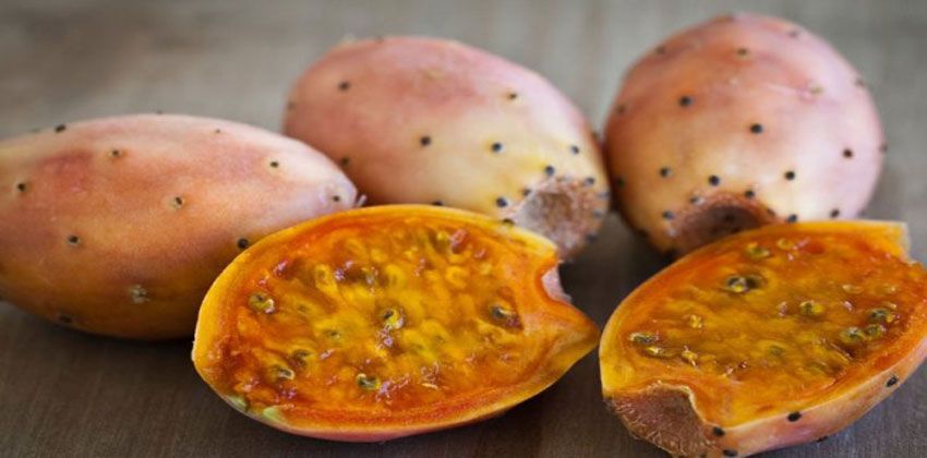 التين الشوكي