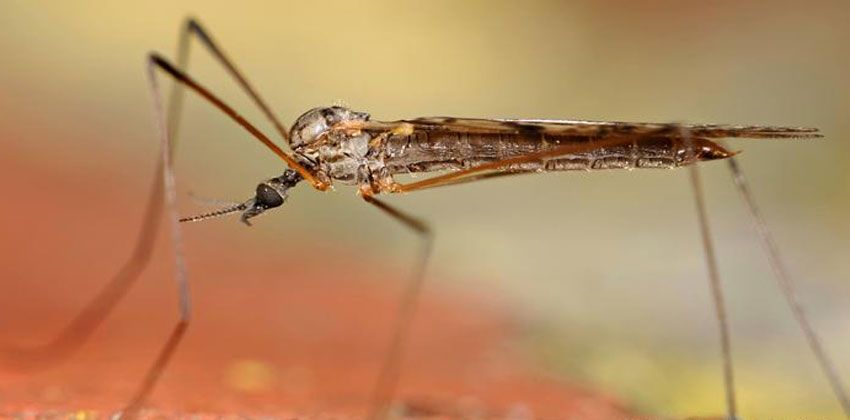 البعوض يحمل جسيمات البلاستيك من المياه إلى الطيور