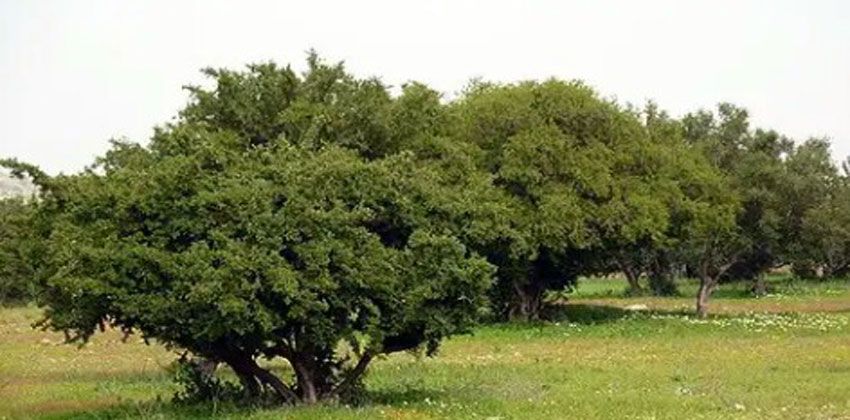 شجرة الأركان