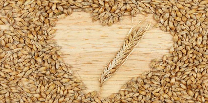 فوائد الشعير