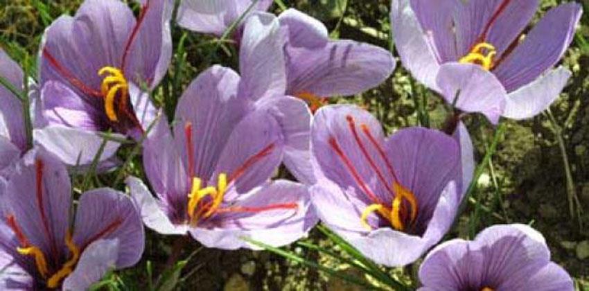 فوائد الزعفران