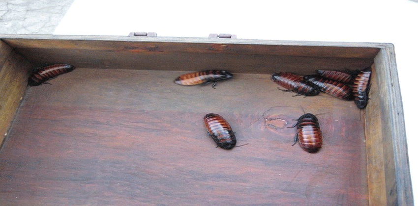 القضاء على الصراصير!