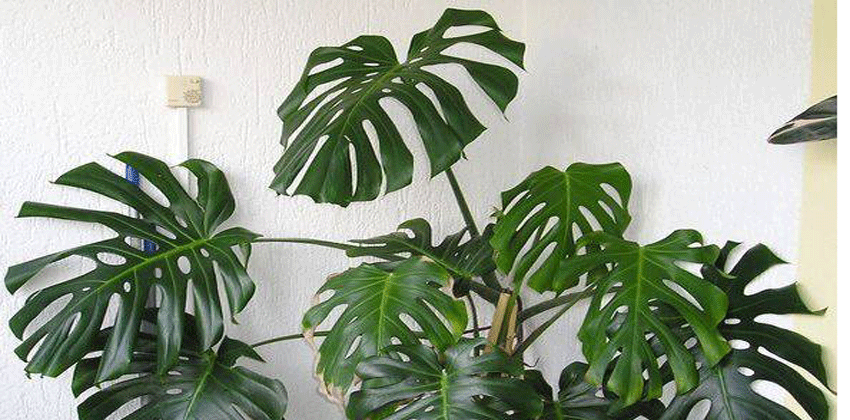 نبات القفص الصدري