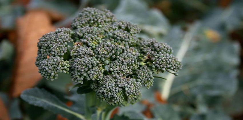 كيف تحمي الروائح النباتية المحاصيل الزراعية