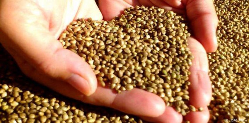 القنب الهندي