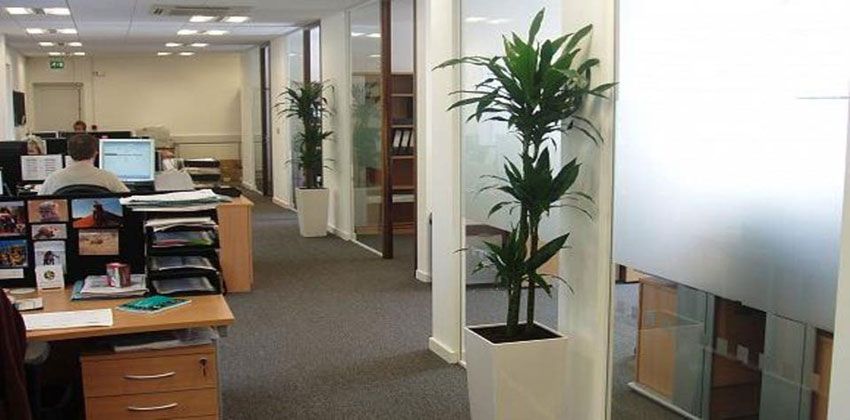 النباتات في مكان العمل