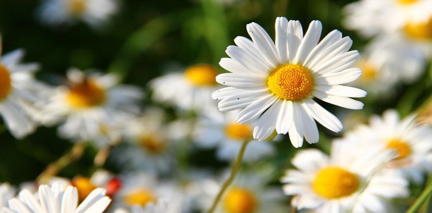 نبتة الأقحوان