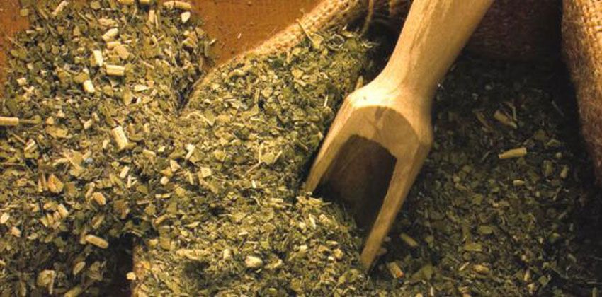 ما هي المتة وما فوائدها