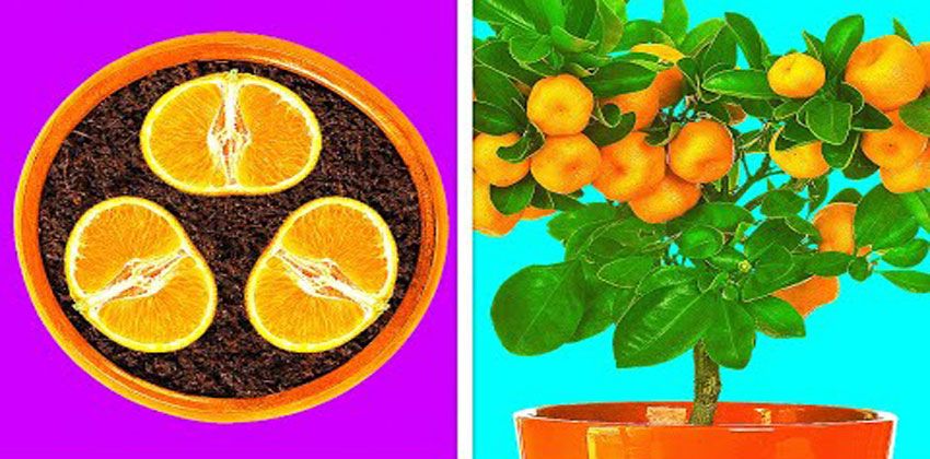 ٢٦حيلة للبستنة