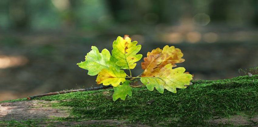 ماذا نزرع في فصل الخريف؟