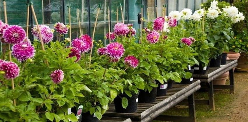 النباتات تجيد الحسابات الرياضية