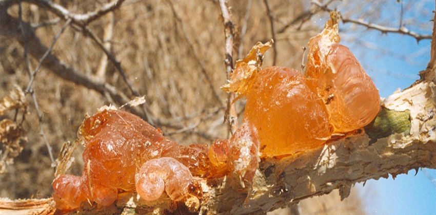 ما سبب ظاهرة التصمغ في اللوزيات