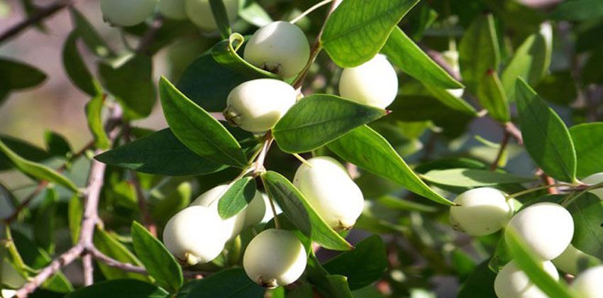 الحنبلاس.. فوائد صحية كثيرة