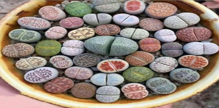 الصخيرة الحية أو ليثوبس