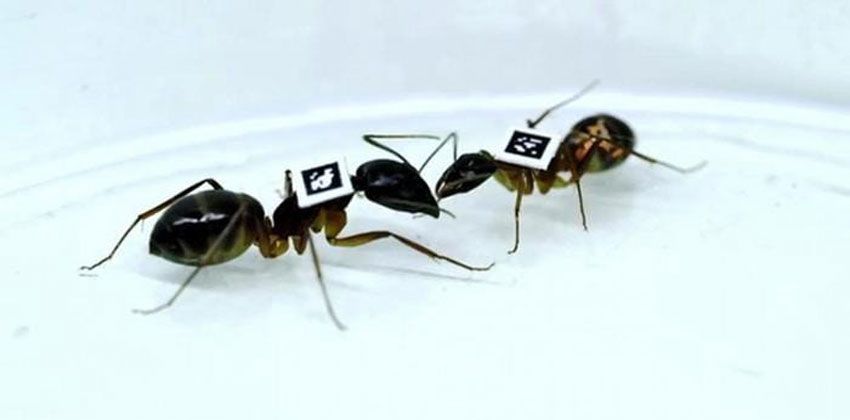 طرق بسيطة للتخلص من النمل في المنازل