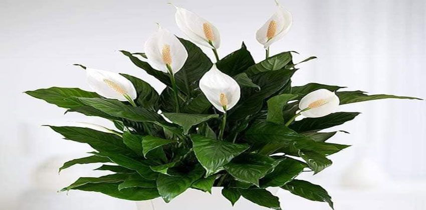 زنبق السلام Peace lily