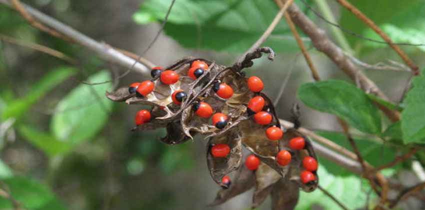 نبتة عين العفريت