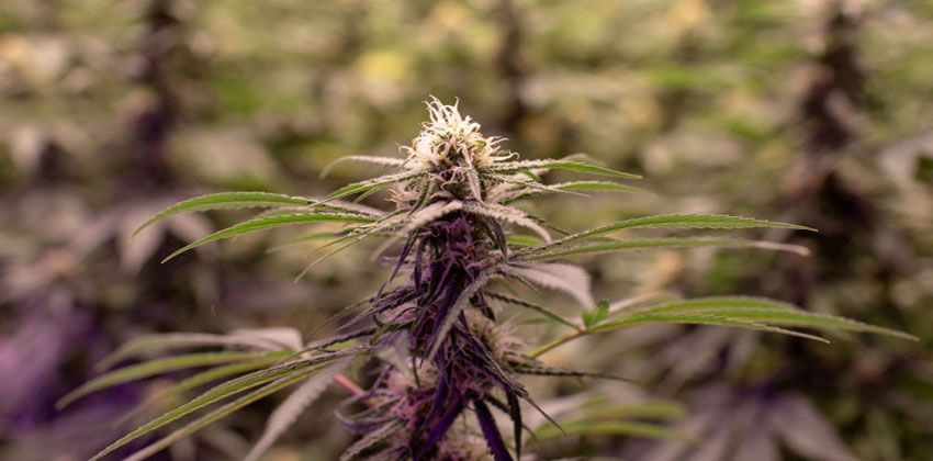 كيف يعيش مليون مغربي على زراعة النباتات المخدرة