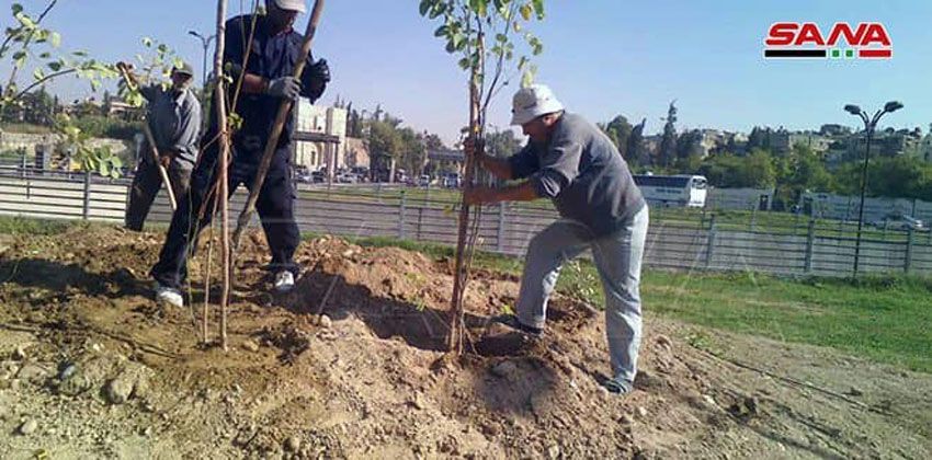 زراعة مئات الأشجار في دمشق