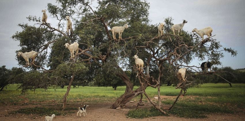 بسبب الماعز... جزيرة مأهولة مهددة بالتدمير