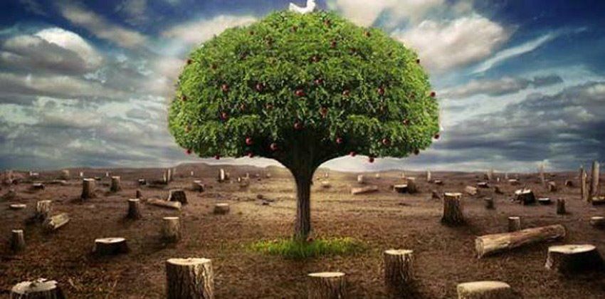 فوائد المطر الحمضي