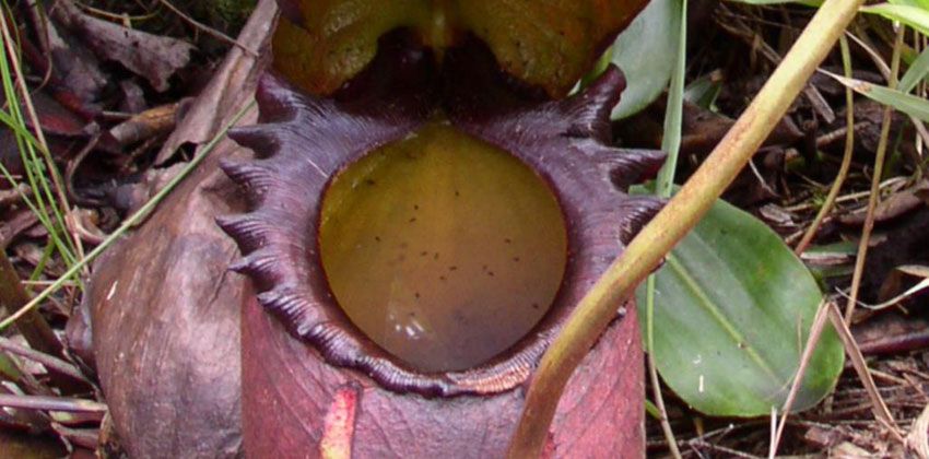 نبات الإبريق والزبابة