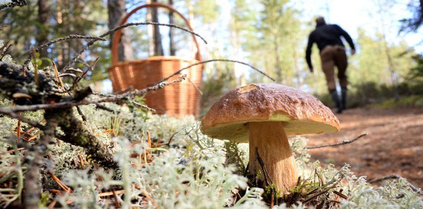 فطر قرون الغزلان المتوهجة