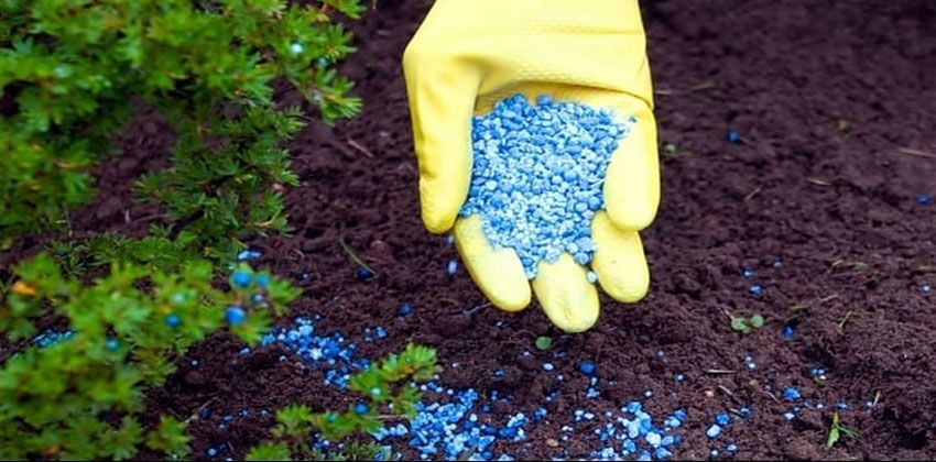 كيف تضيف السماد للنبات؟