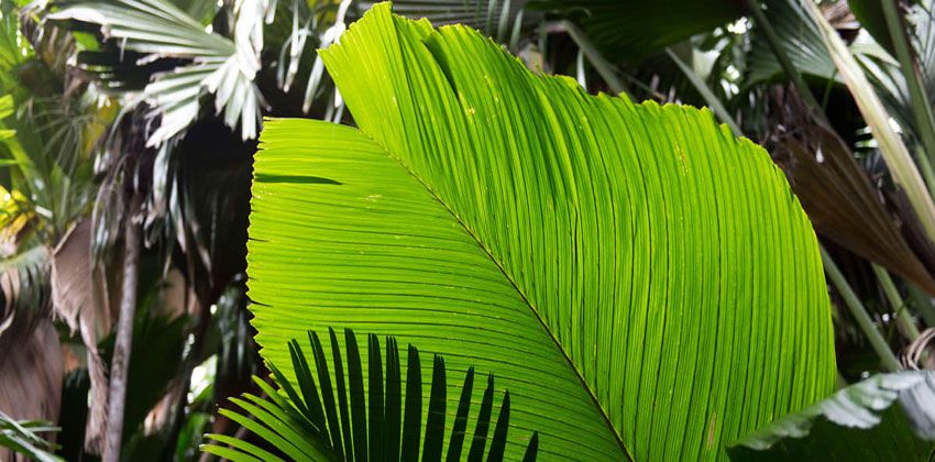 النباتات تتواصل عبر الروائح