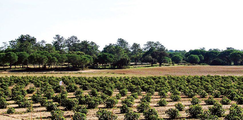 شجرة الجاتروفا